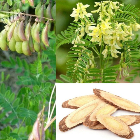 Bắc kỳ - Hoàng kỳ