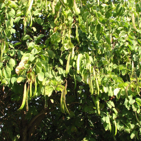 Hạt Bồ Mễ - Tuyết Liên Tử