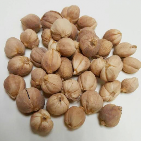 0754_Bạch đậu khấu ( hạt )
