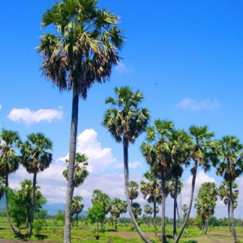 Cây thốt nốt