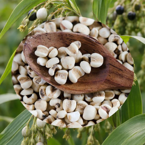Hạt bo bo - hạt Ý Dĩ - 1kg