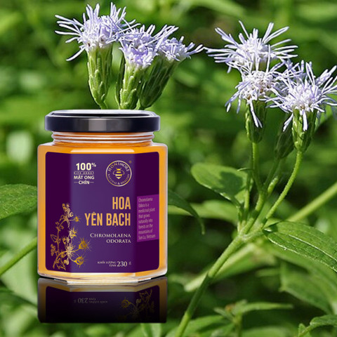 Mật ong chín Hoa Yên Bạch Honimore Chromolaena Odorata 230g