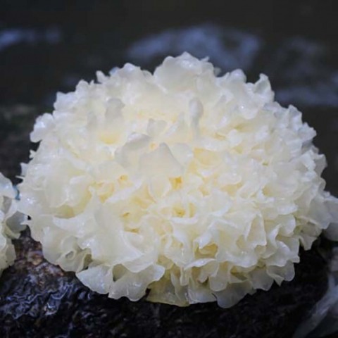 Nấm tuyết
