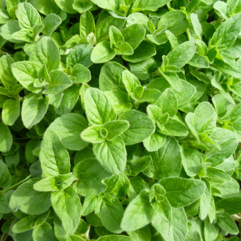 Lá kinh giới Oregano khô 50g