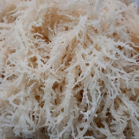 Rau chân vịt Sea Moss