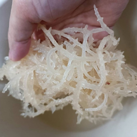 Rau chân vịt Sea Moss