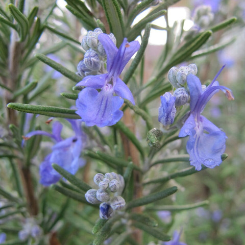 Lá hương thảo sấy khô Dried Rosemary 