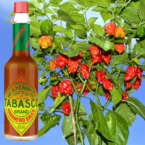 Sốt ớt Tabasco Habanero Pepper Sauce 60ml F102825
