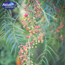 Hạt Tiêu Hồng Atlas Pink Peppercorn 90gr