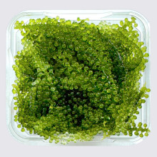 Rong Nho Tươi Green Food 100g