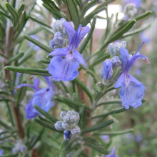 Lá hương thảo sấy khô Dried Rosemary 