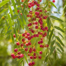 Hạt tiêu đỏ Pink Peppercorn