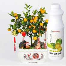 Sirô kim quất Wonderful Kumquat Sacs Syrup 1.3kg