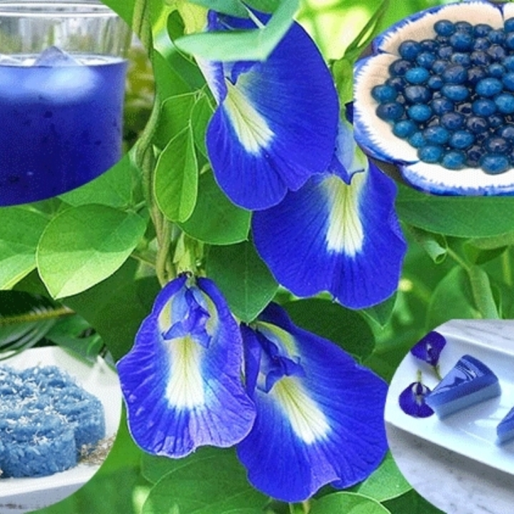 Hoa Đậu Biếc Khô 200g
