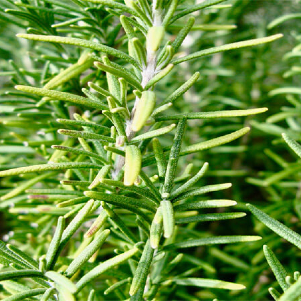 Lá hương thảo sấy khô Dried Rosemary 