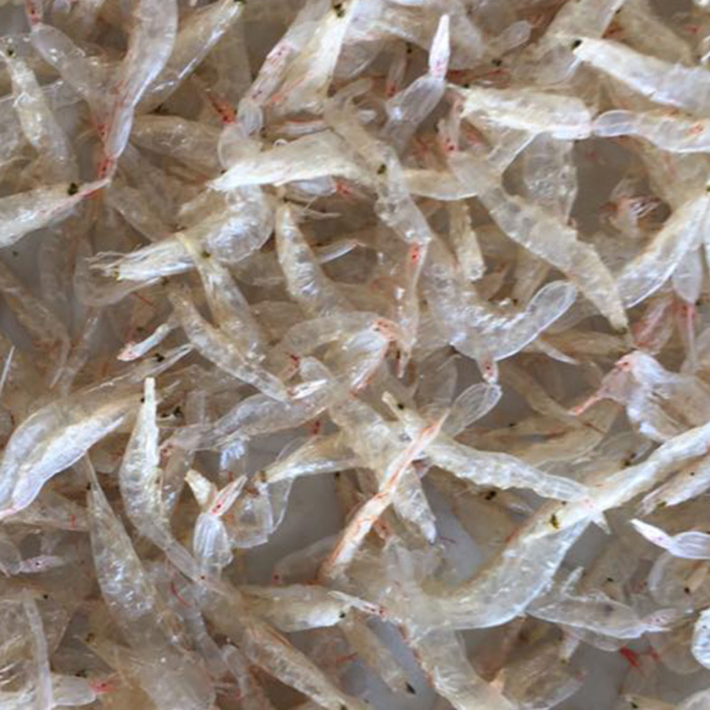 Ruốc khô trắng 1kg