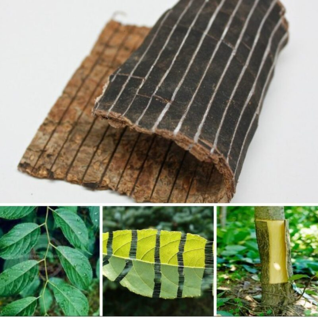 Đỗ trọng