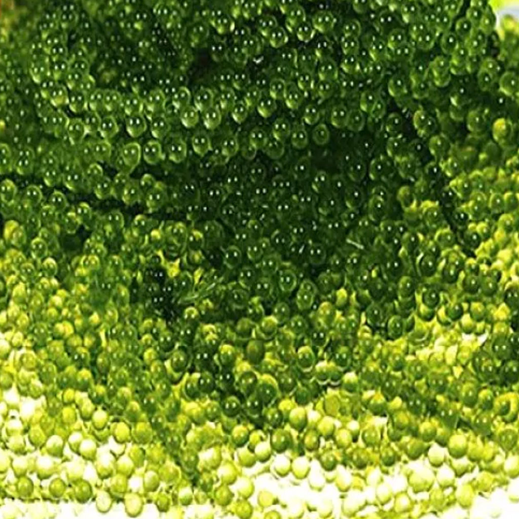 Rong Nho Tươi Green Food 100g