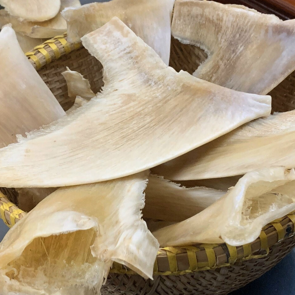 Sụn vi cá