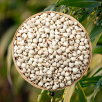 Hạt bo bo - hạt Ý Dĩ - 1kg