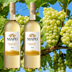 Rượu vang trắng Mapu Sauvignon Blanc Rượu vang trắng Mapu Sauvignon Blanc