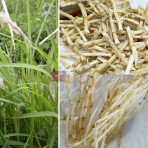 Rễ cỏ tranh - bạch mao căn khô Rễ cỏ tranh - bạch mao căn khô