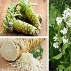 Sốt cải ngựa trắng Scandia 200gr Sốt cải ngựa trắng Scandia 200gr